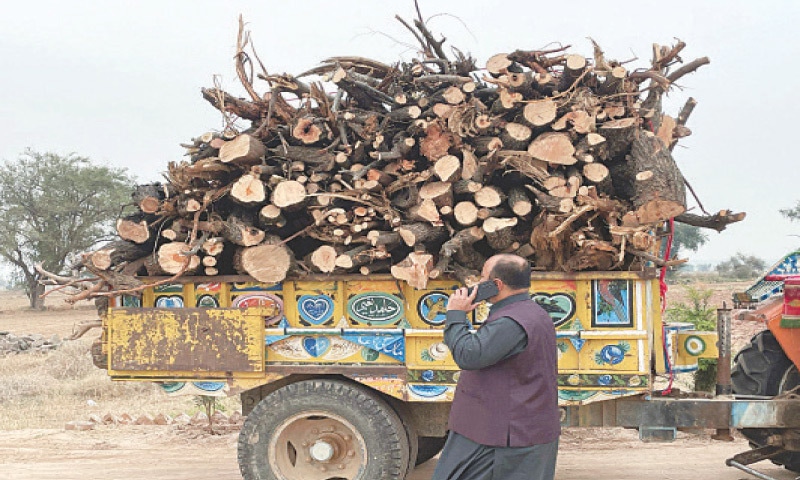 Balochistan Imposes 90-Day Ban on Timber Transportation to Curb Illegal Logging