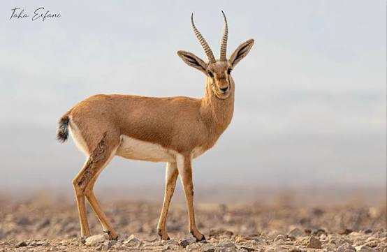 Large Herd of Chinkara Spotted in Dera Bugti Signals Encouraging Wildlife Recovery